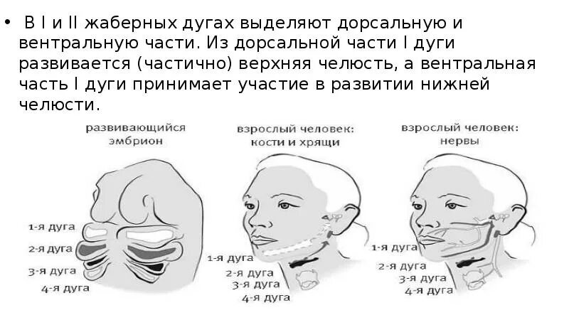 Жаберная дуга у человека фото. Жаберные дуги эмбриона человека. Этапы развития лица у эмбриона. Жаберная дуга у человека фото. Жаберная дуга у человека фото.