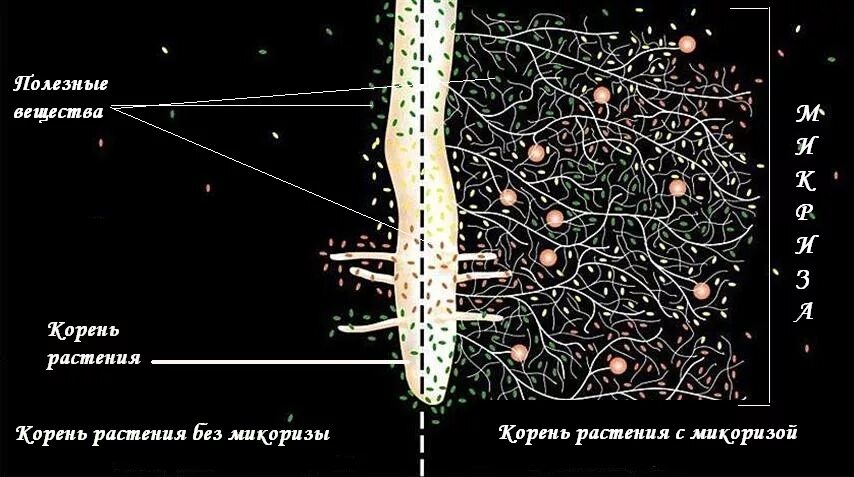 Образует микоризу с корнями деревьев