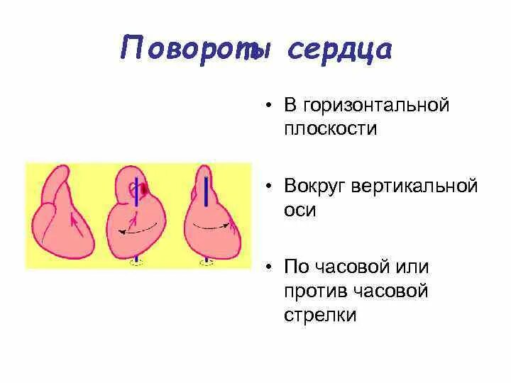 Поворот сердца вокруг оси. Повороты сердца вокруг продольной. Поворот сердца против часовой. Сердце против часовой стрелки