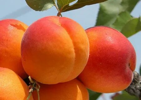 Сорт абрикоса для подмосковья отзывы
