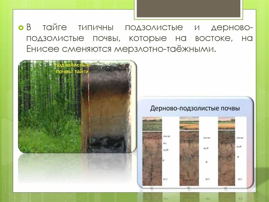 Средняя тайга почвы. Дерново-подзолистые почвы профиль. Дерново-подзолистые почвы разрез. Дерново-подзолистые почвы тайги. Дерново-подзолистые почвы характеристика.