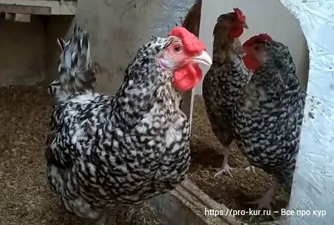 Куры пушкинские описание породы яйценоскость