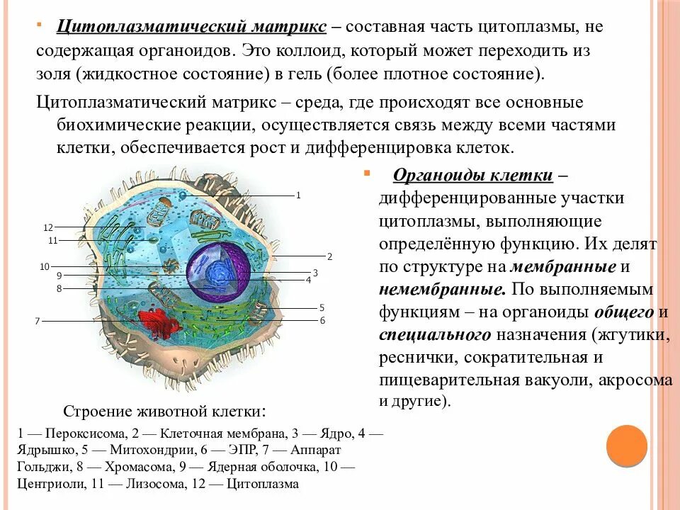 Функциональная организация клетки. Цитоплазматическая мембрана ядрышко. Матрикс цитоплазмы. Основные части клетки: ядро, цитоплазма, мембрана ..