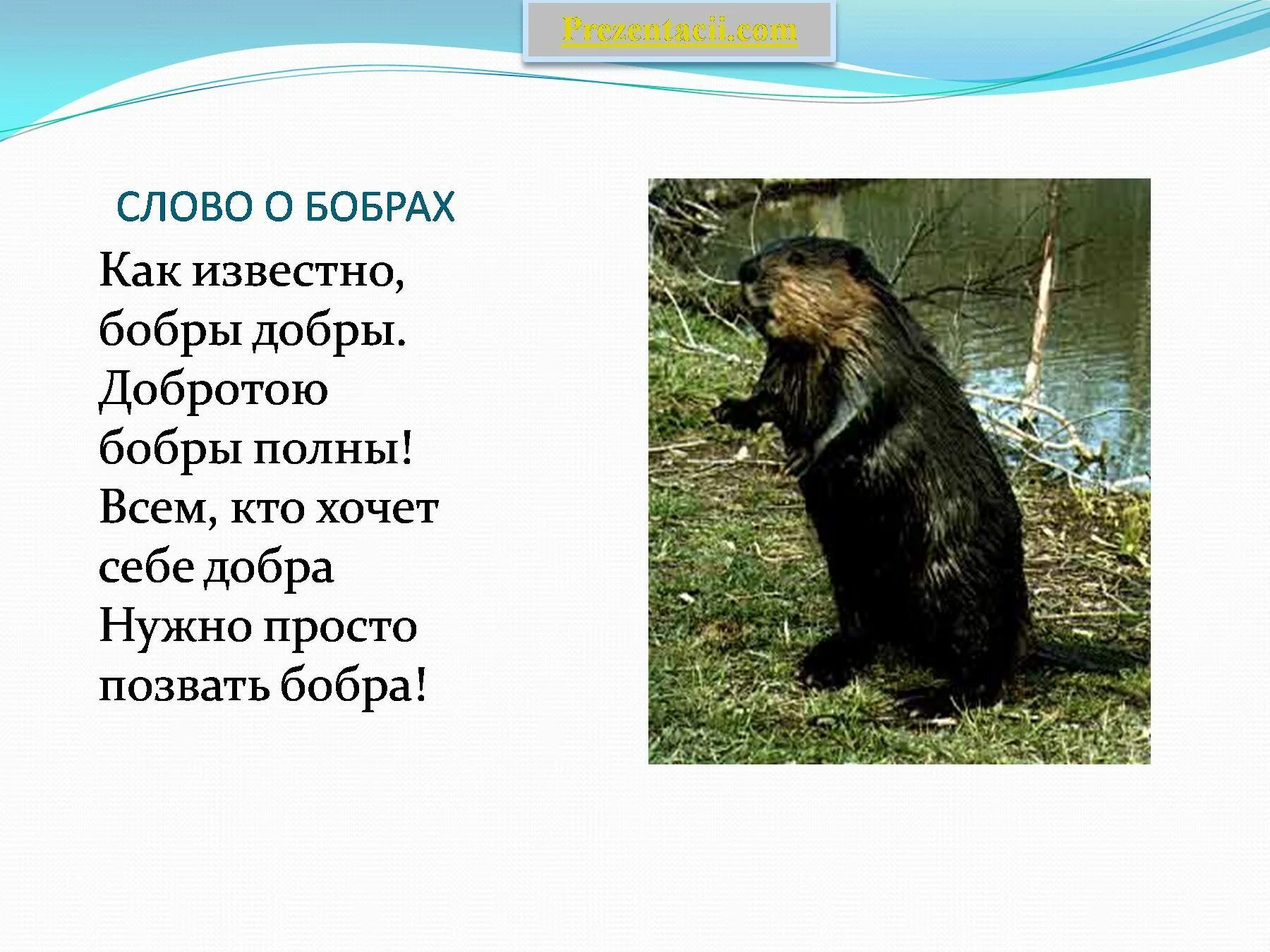 Важная информация для сообщения о бобрах