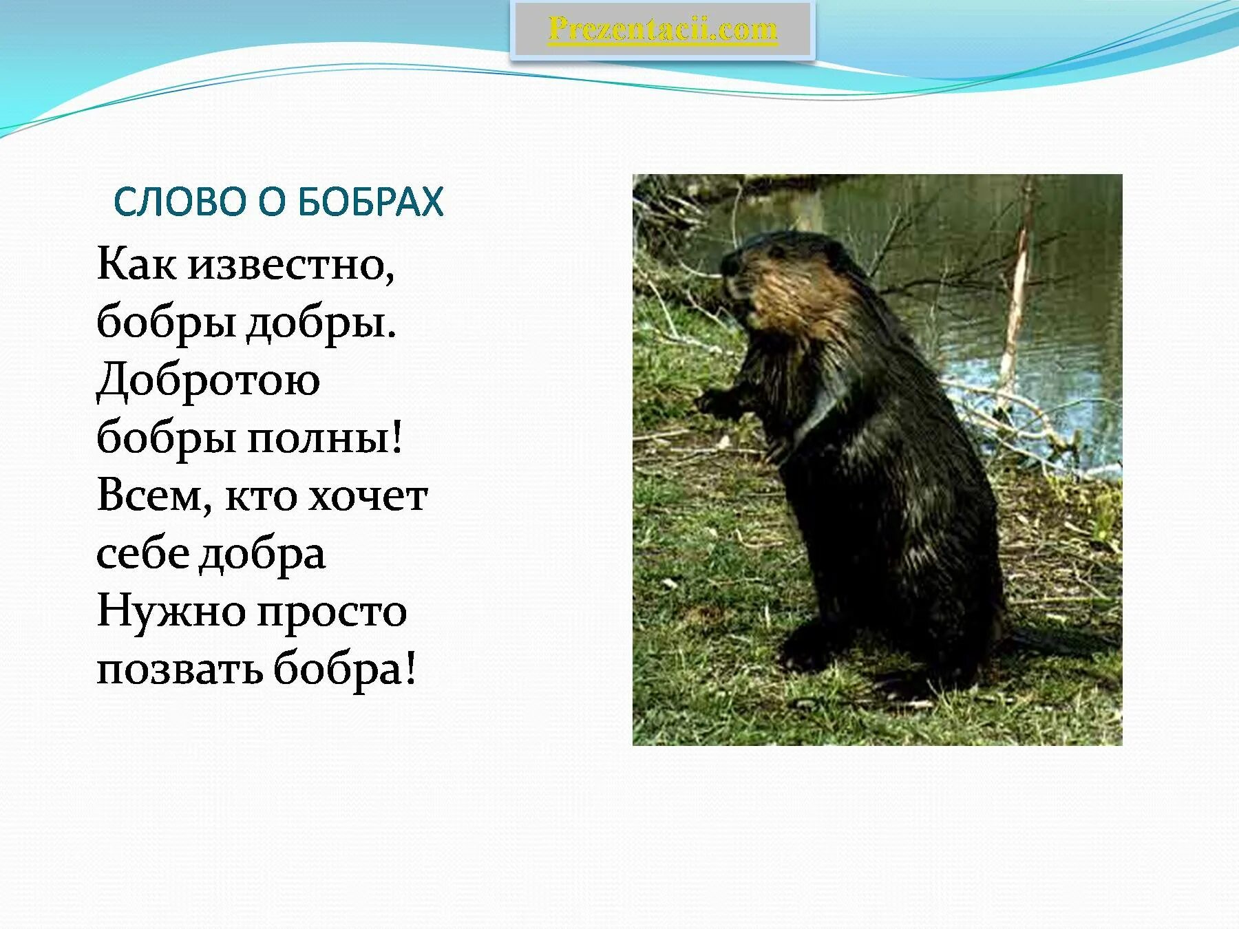 Бобры проверочное. Бобер презентация. Презентация про бобра. Доклад на тему Бобр. Бобры презентация.
