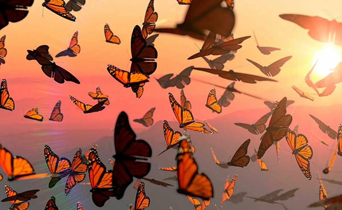 Бабочки летают вокруг. Миграция бабочек монархов. Бабочка Монарх Баттерфляй. Биосферный заповедник бабочки Монарх Мексика. Перелет бабочек монархов.
