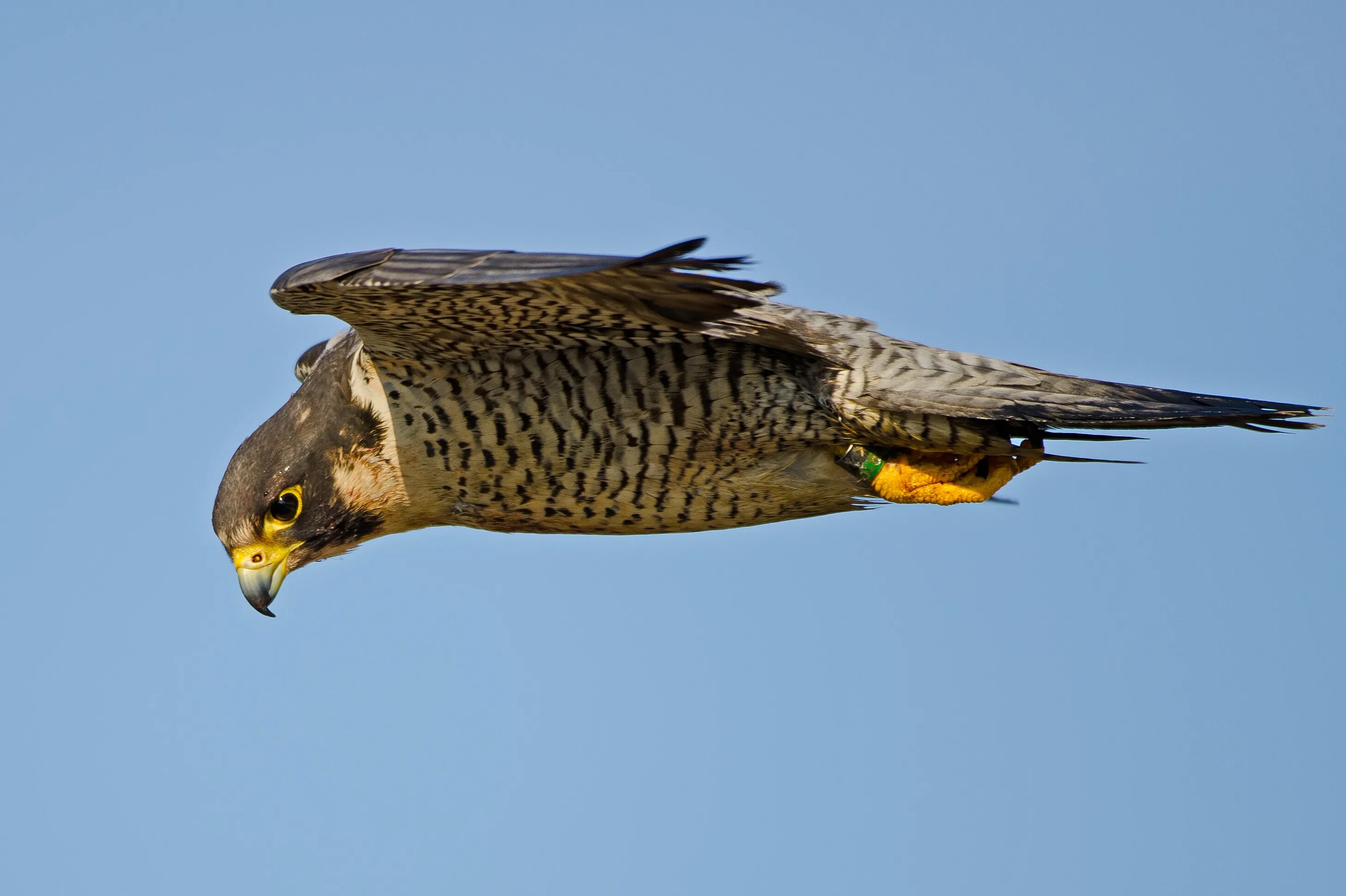 Сокол Сапсан. Сокол Сапсан птица. Сапсан Falco peregrinus. Сокол Сапсан пикирует.