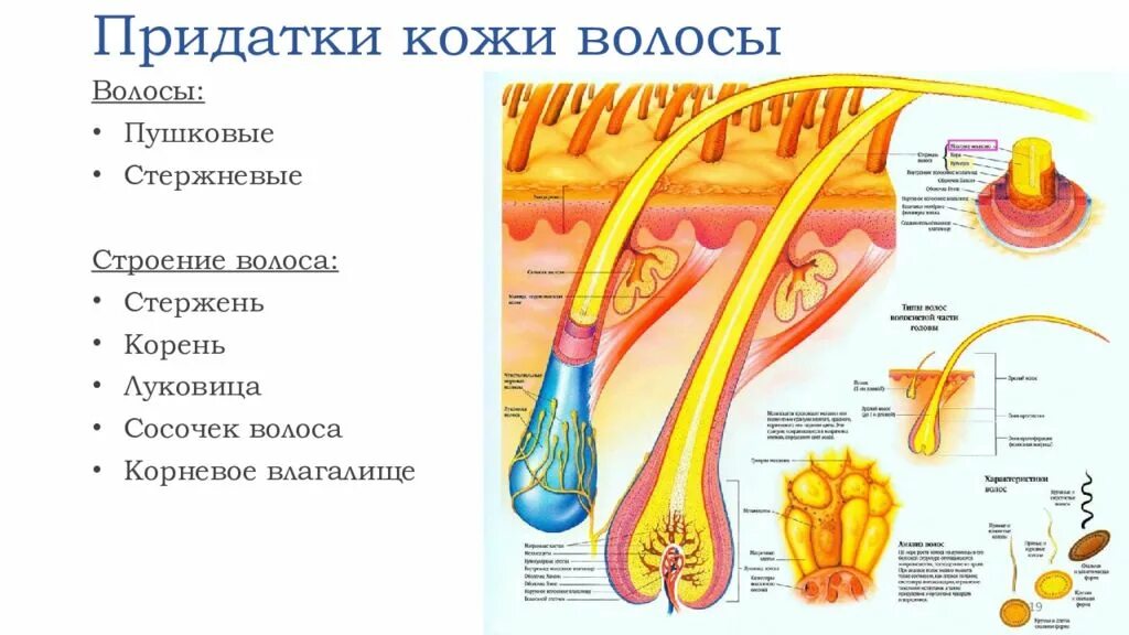 Строение и функции производных кожи. Строение и функции придатков кожи. Строение волоса. Придатки кожи строение волоса. Физиология строения волоса.