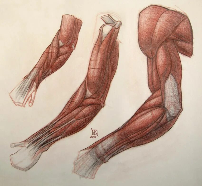 Анатомия мышц рук человека. Мышцы человека анатомия референс анатомия руки. Анатомия мышц рук референс. Анатомия предплечья 3д мышцы. Мышцы предплечья референс.