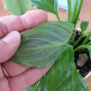 У спатифиллума чернеют цветы