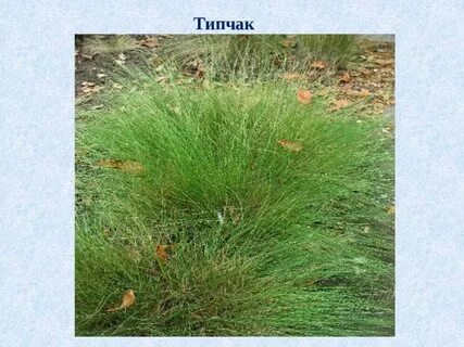 Лемминг лиственница бурый медведь типчак