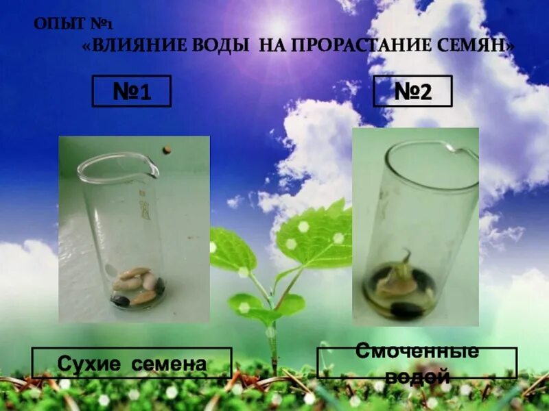 Дышат ли семена. Опыт прорастание семян 6 класс биология. Опыт 1 влияние воды на прорастание семян. Условия прорастания семян опыт. Воздух для прорастания семян.