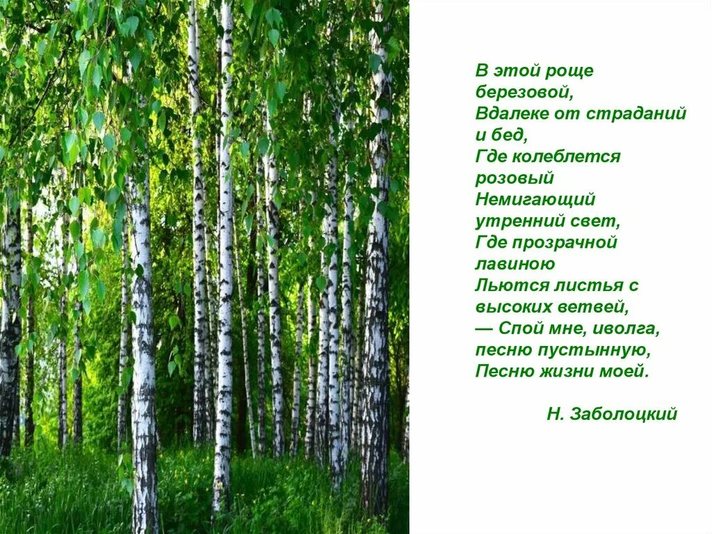 Я брожу в березовом перелеске. Заболоцкий Березовая роща. В этой роще березовой Заболоцкий. Стихотворение Заболоцкого в этой роще березовой. Березовая роща Тутаев.