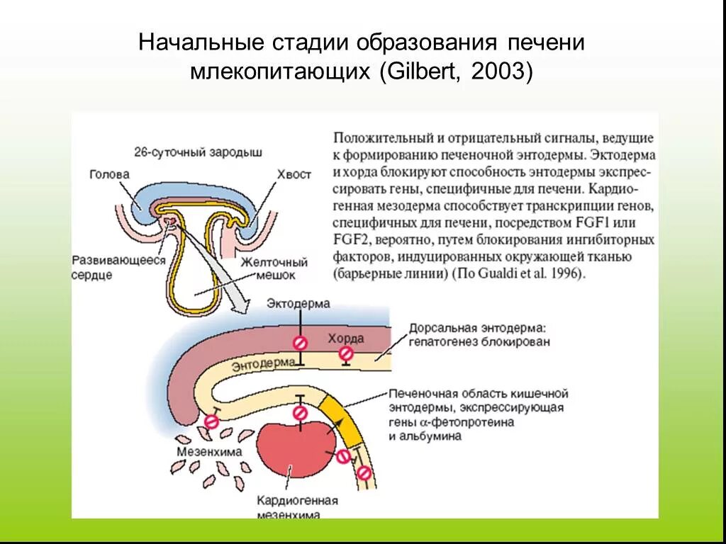 Какой секрет образуется в печени. Факторы образующиеся в печени. Зачаток печени является производным:. Печень млекопитающих. Кишечная энтодерма.