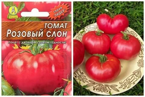 Сорт розовый слон