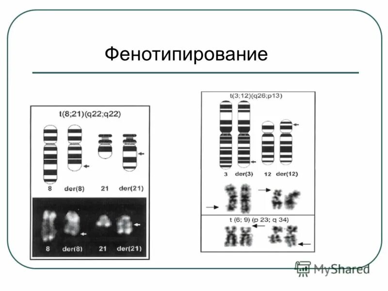 Результаты фенотипирования. Rh фенотипирование. методика фенотипирования крови. расшифровка фенотипирования крови. анализ фенотипирование что это.