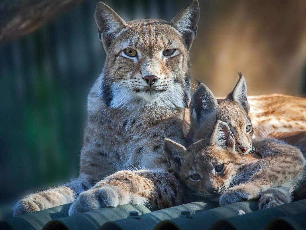 обыкновенная рысь. рысь обыкновенная семейство. обыкновенная рысь. три рыси. рысь в тайге.