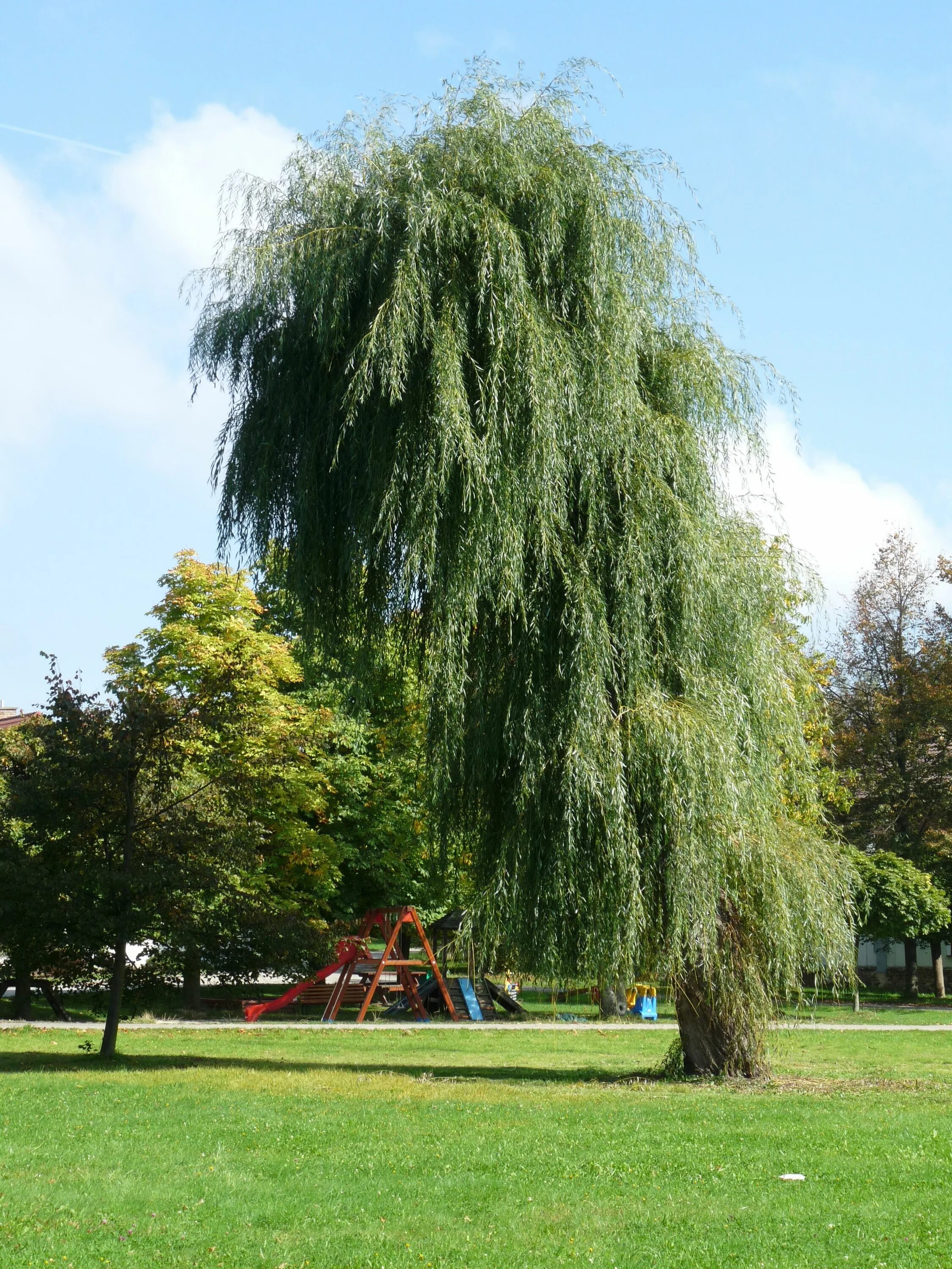 Ива белая (salix alba). Ива белая “чермезина” (salix alba “chermesina”). Ива белая серебристая salix alba argentea. Сайт белая ива. Ива серебристая или белая (salix alba).