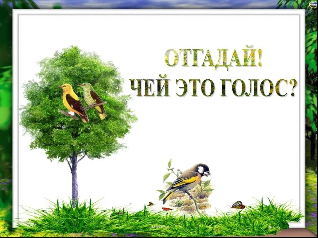 Шоу угадай чей родственник поет. Отгадай птицу по голосу. Игра узнай птиц по голосу.