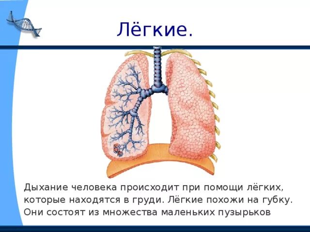 При выдохе у человека происходит. Легкие человека состоят из. На что похожи легкие человека. Легкие состоят из пузырьков. Легкие состоят из маленьких пузырьков.