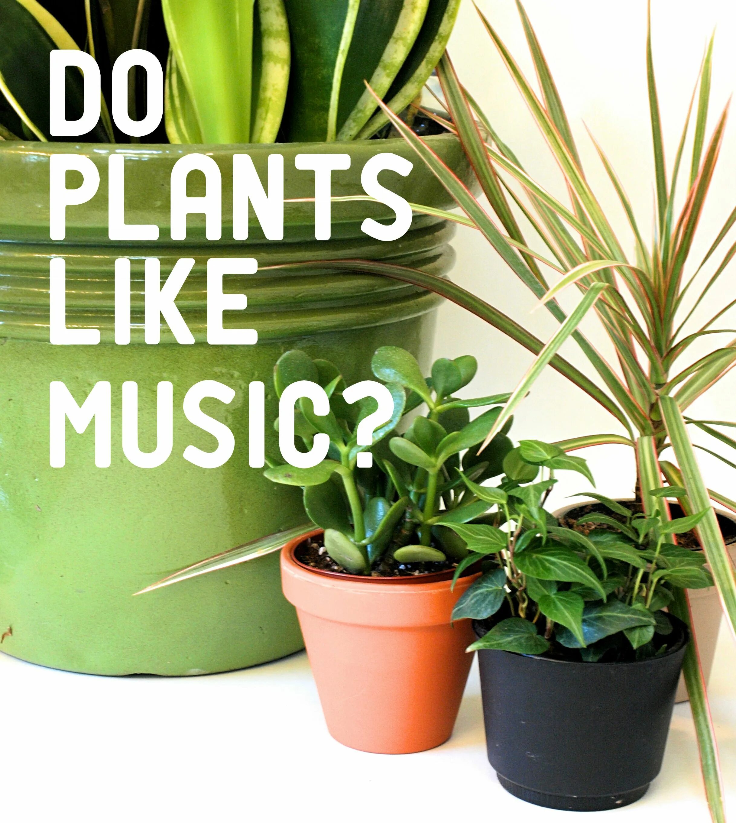 Мьюзик Плант. Музыка и растения. Лучшая копия Plants. Music Plant Korea. Effect plants