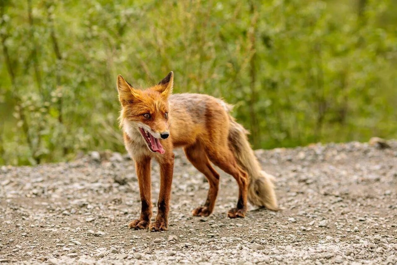 Покажи видео лиса. Лиса огневка Камчатка. Облезлая лисица. Худая лиса. Ободранная лиса.
