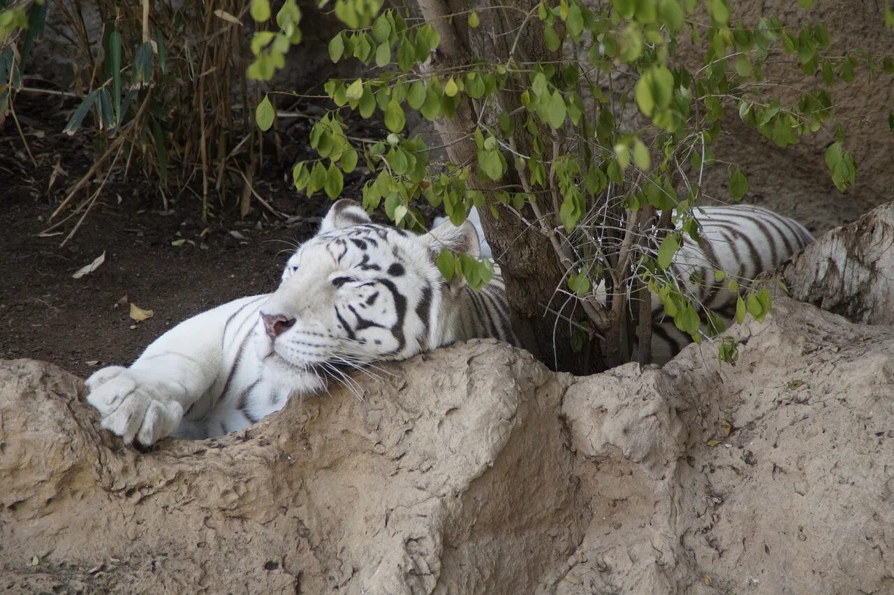 Живут белые тигры. Королевский тигр белый. Белый тигр. Суматранские белые тигры. Где живут белые тигры.