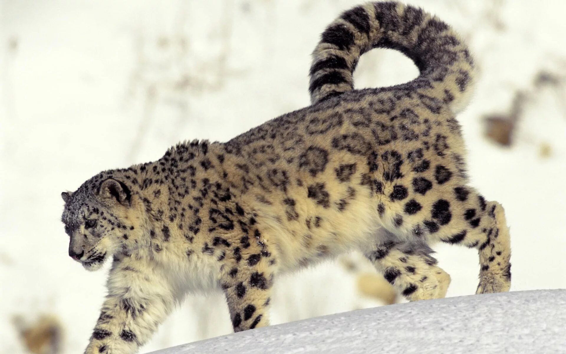 Барс до 5 кг. Снежный Барс окрас. Ирбис и леопард. Снежный Барс uncia uncia. Снежный Барс леопард Snow Leopard Ирбис.