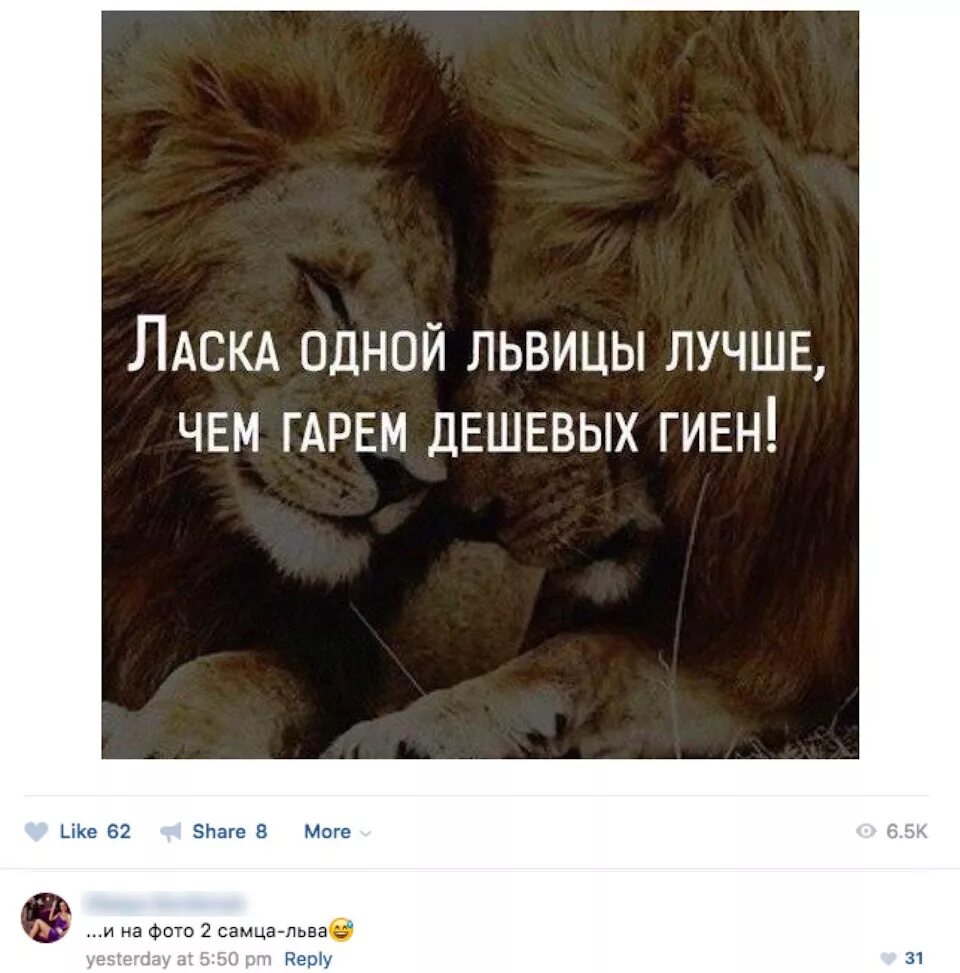 Лев самец и самка. Она львица джанага. Песня она львица черт знает почему. Лев самка. Aleks rus дикая львица.