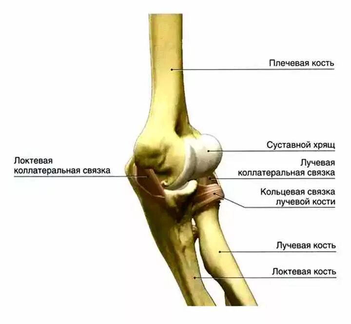 Локтевой сустав костная анатомия строение. Строение костей локтевого сустава. Лучевая кость локтевого сустава строение. Локтевой сустав соединение лучевой кости. Локтевого мыщелка