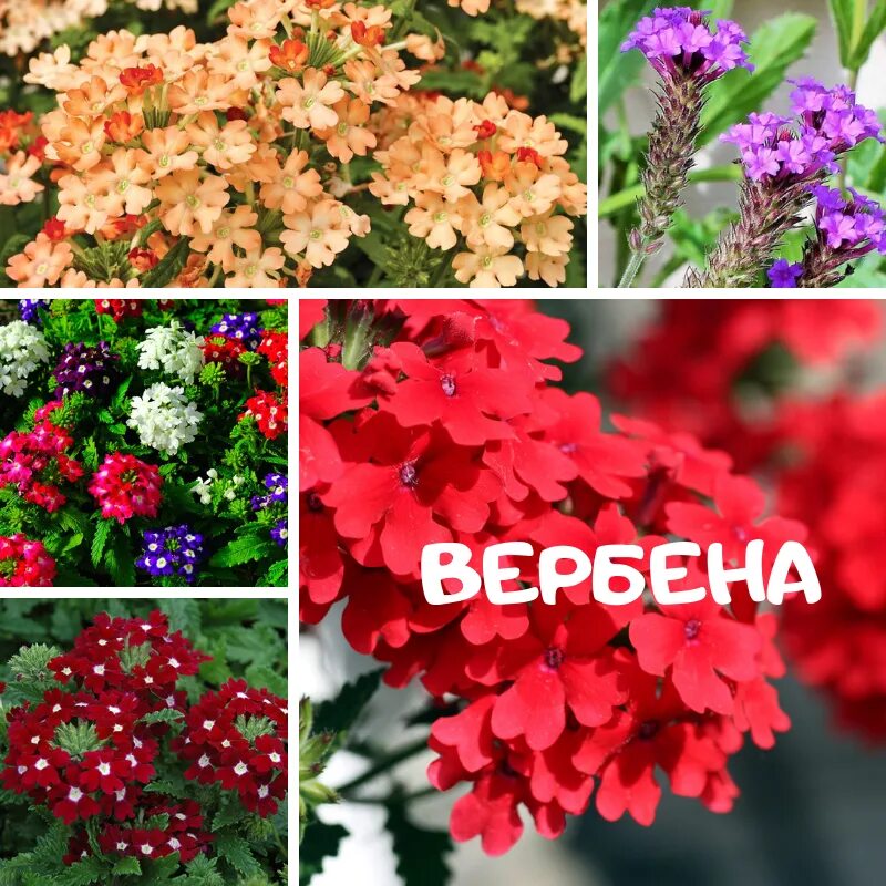 Вербена однолетник. Вербена вегетативная. Вербена махровая. Вербена вегетативная алая.