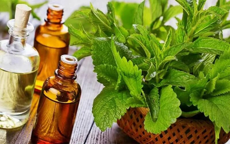 Эфирное масло мяты png. Масло мяты перечной формула. Menthol oil. Menthol oil. Mentha piperita essential oil.