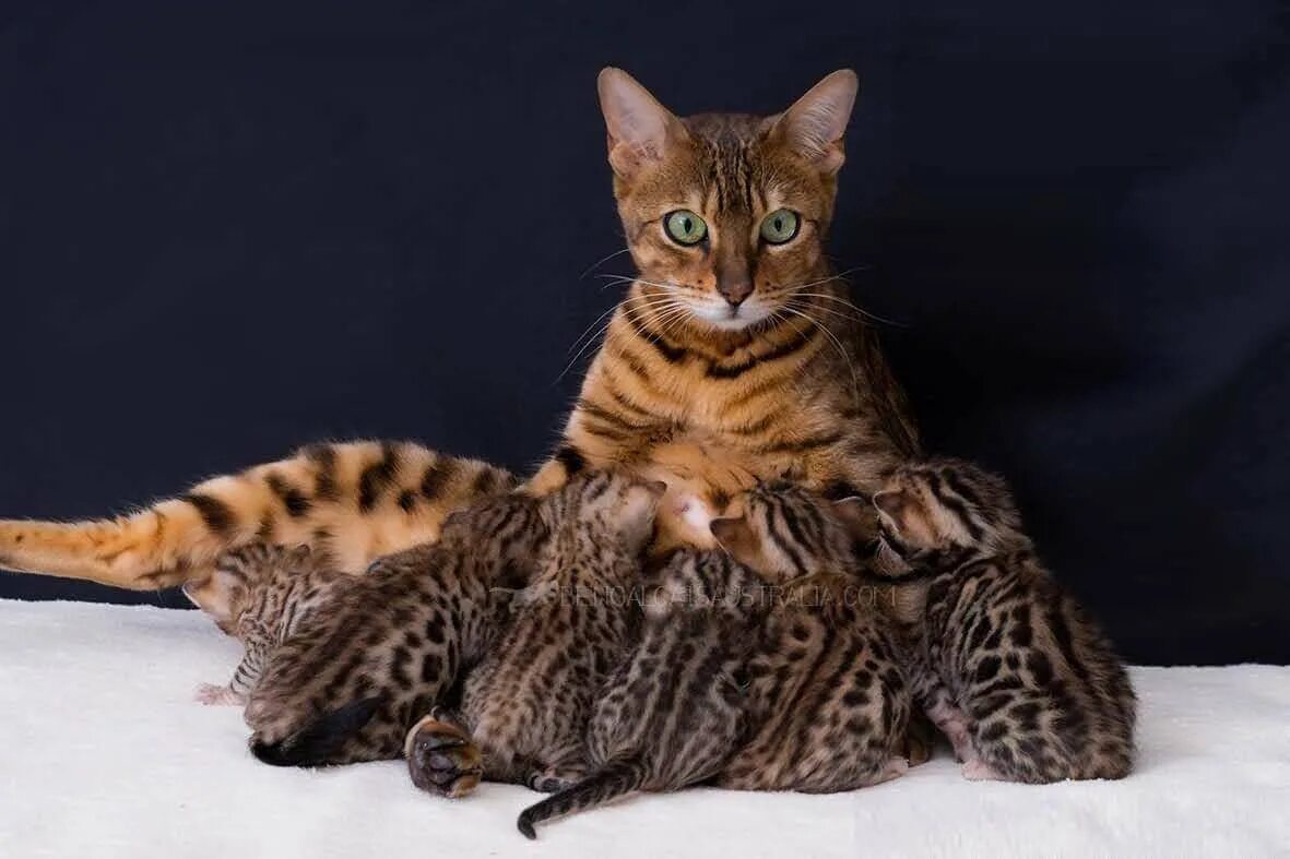 Сколько живут бенгальские коты
