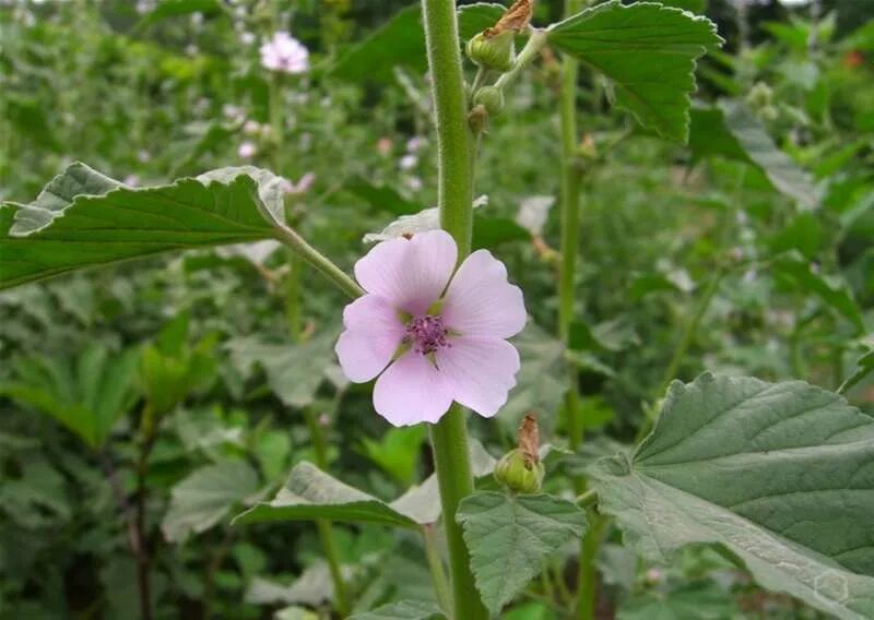 Алтей латынь. Просвирник Алтей. Алтей армянский (Althaea armeniaca). Алтей лекарственный растение. Алтей жёстковолосый.