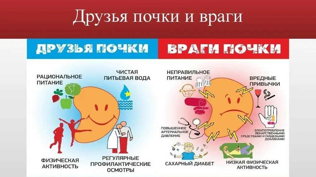 интересные факты про почки