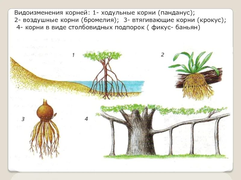 Ходульные корни метаморфозы. Ходульные корни пандануса.