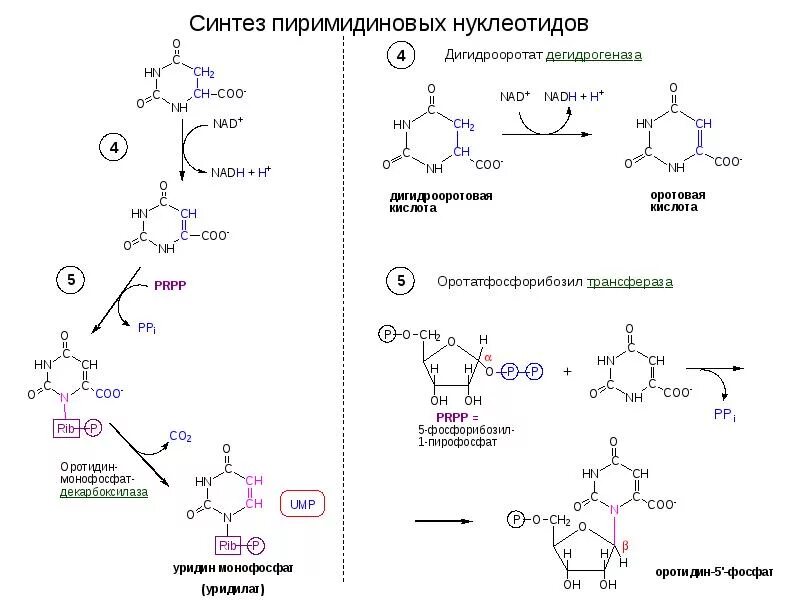 Распад пиримидиновых. Синтез пиримидиновых нуклеотидов в организме (схема).. Синтез пиримидиновых нуклеотидов. Схема синтеза пиримидиновых нуклеотидов. Схема синтеза пуриновых и пиримидиновых нуклеотидов.