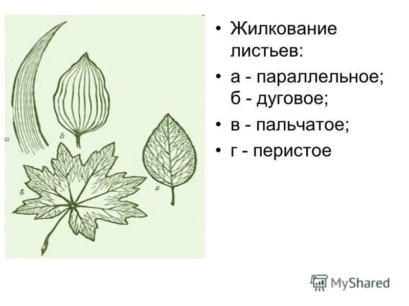 Клевер листорасположение и жилкование: Определите тип листовых пластинок, жилков