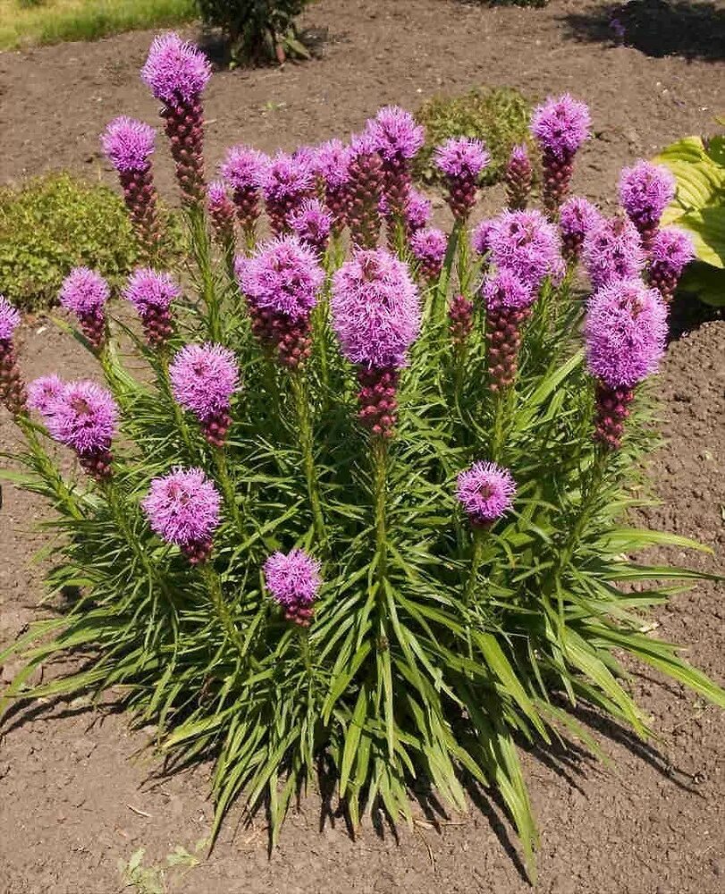 Мускари джойс спирит. Калужница корневище. Горец змеиный (polygonum bistorta). Многолетние иравыпримеры. Liatris cylindracea.