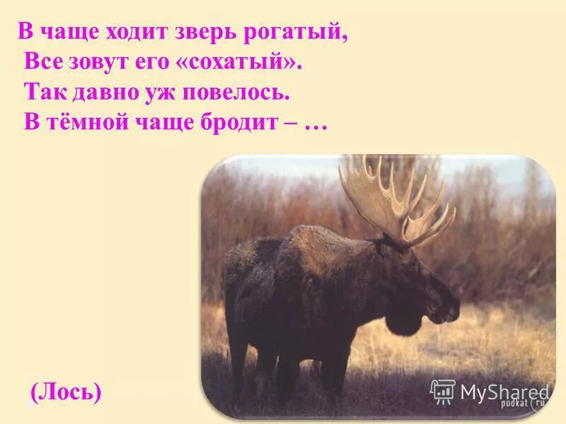 Лось прилагательное. Загадка про лося. Загадка про лося для дошкольников. Загадка про лося для детей. Загадки о животных для детей Лось.