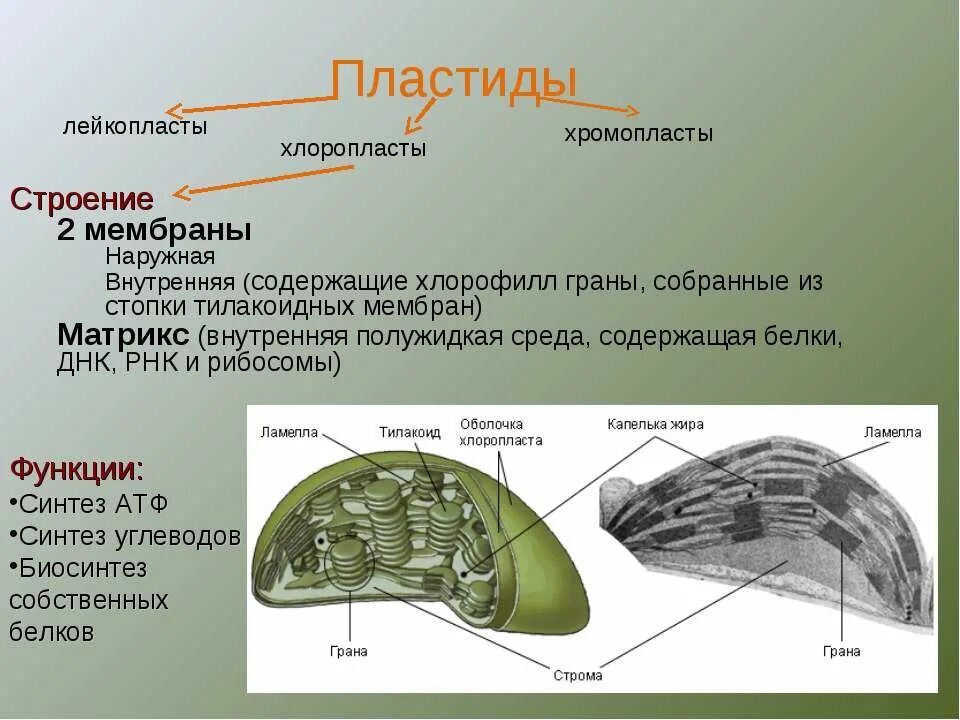 Пластиды хлоропласт хромопласт лейкопласт. Хлоропласты хромопласты лейкопласты таблица. Оболочка хлоропласта функции. Хромопласты строение и функции. Пластиды хлоропласты хромопласты лейкопласты строение и функции.