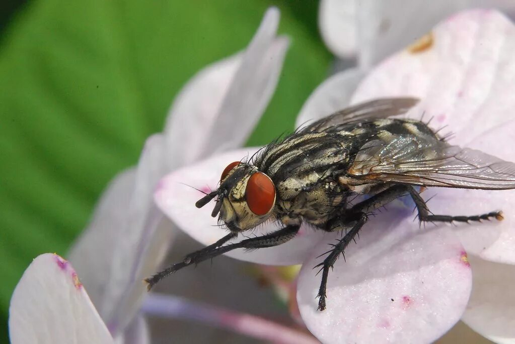 Musca domestica комнатная Муха. Муха (Musca domestica domestica). Муха обыкновенная комнатная. Двукрылые комнатная Муха. Вид муха домашняя