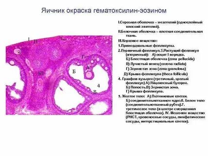 Препарат яичника женщины