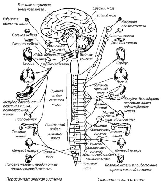 Нервный центр это физиология. Симпатическая нервная система анатомия схема. Нервные центры человека. Нервные центры человека. Центральная нервная система человека.
