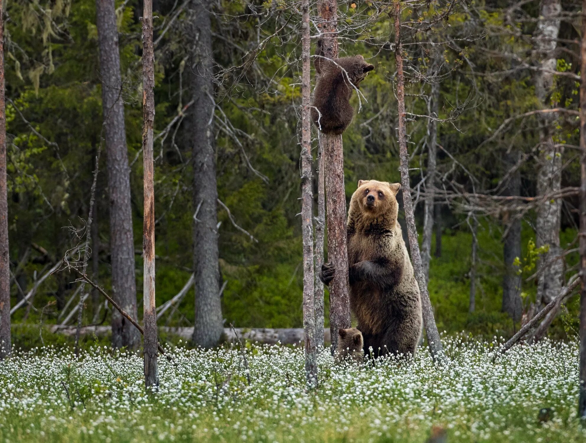 Жизнь медведей в лесу. Бурый медведь в тайге. "Медведи в лесу" Kim Norlien. Медведь в лесу. Медведи в Сосновом Бору.