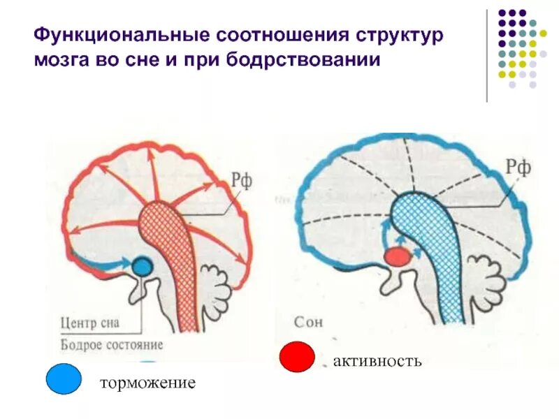 Функциональные состояния головного мозга. Физиологические механизмы сна и бодрствования физиология. Функциональное состояние головного мозга. Механизмы формирования сна. Регуляция функционального состояния мозга.