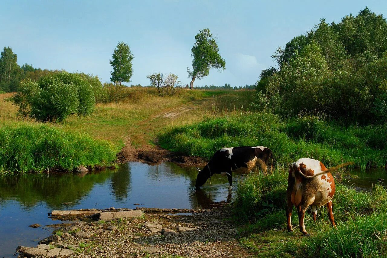 Орловская область коровы. Коровы в деревне. Коровы на водопое. Коровы на берегу реки. Коровы у реки.