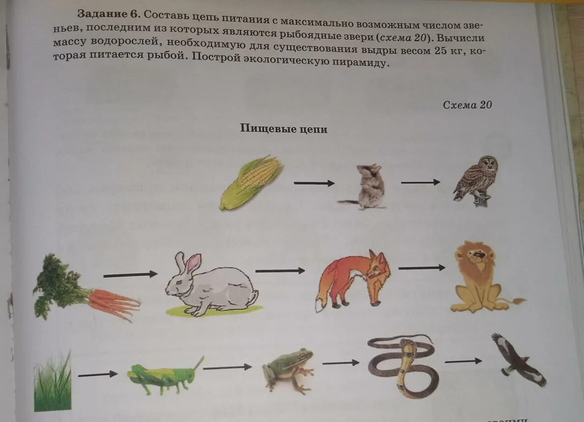 Составьте несколько пищевых цепей. Цепи питания. Цепочка питания. Задание на составление цепочек питания. Цепи питания задания.