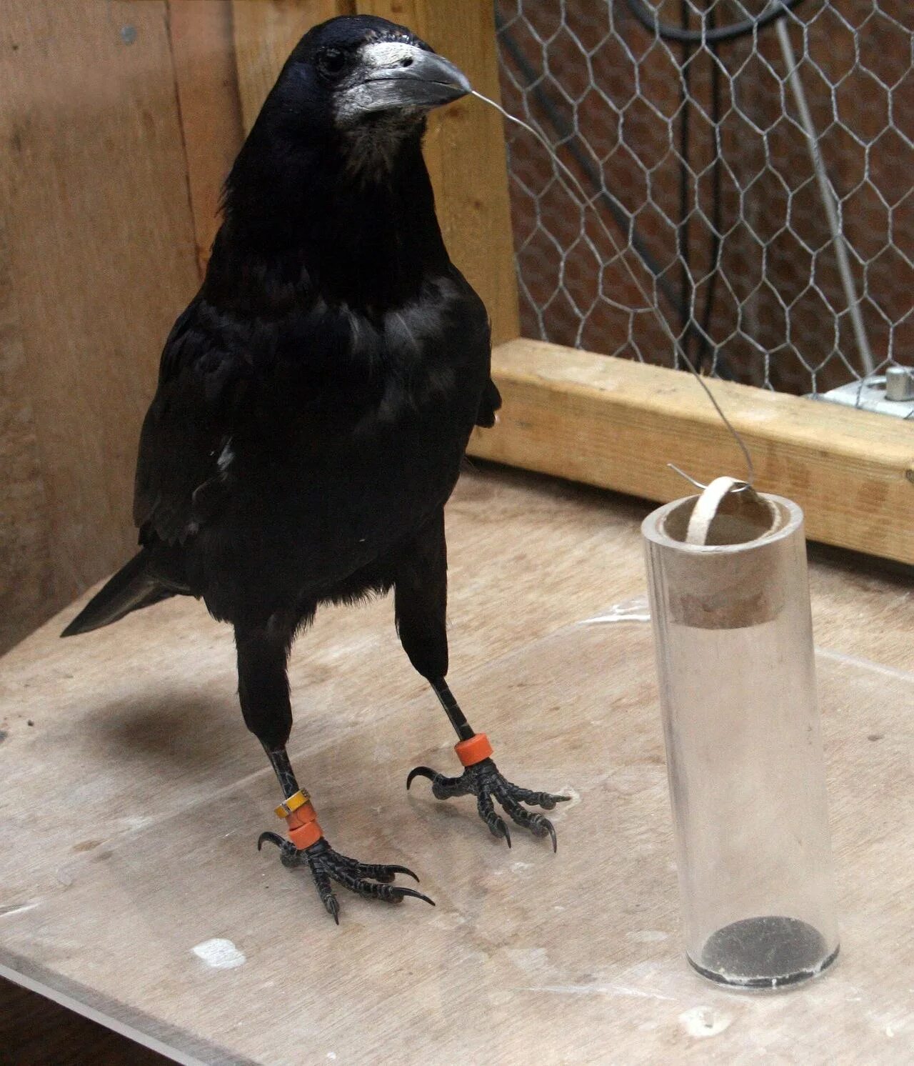 Ворон умная птица. Огромный ворон. Серая ворона клюв. Ворон (corvus corax corax). Толстый ворон.