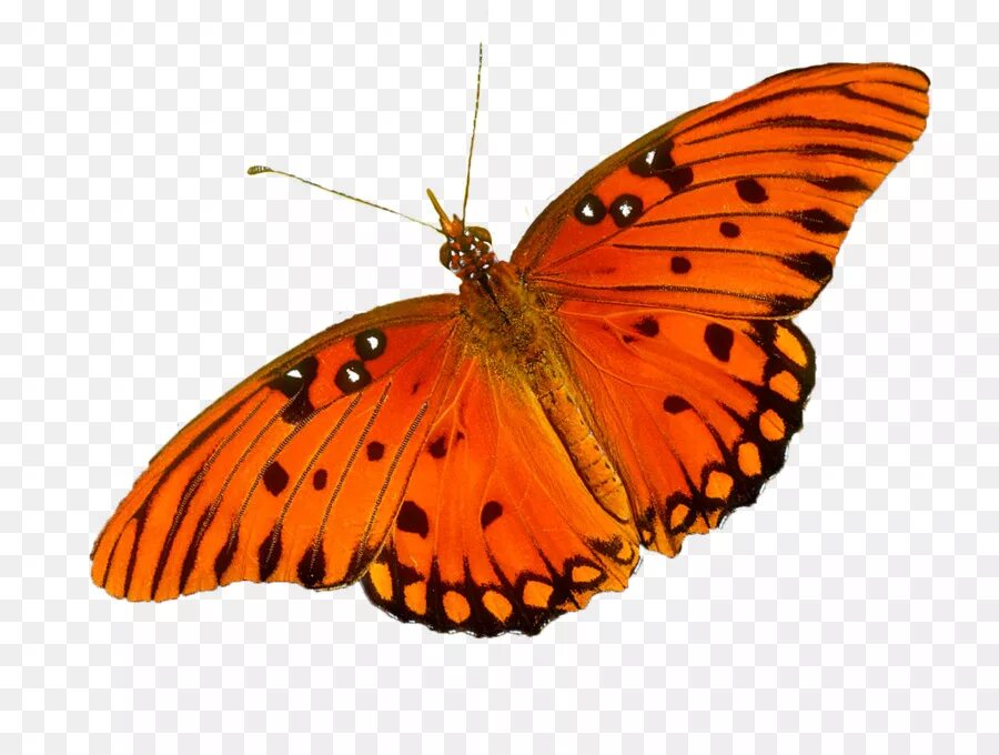 Картинки без фона. Оранжевая бабочка на прозрачном фоне. Оранжевая бабочка на белом фоне. Оранжевая бабочка без фона. Оранжевые бабочки для фотошопа.